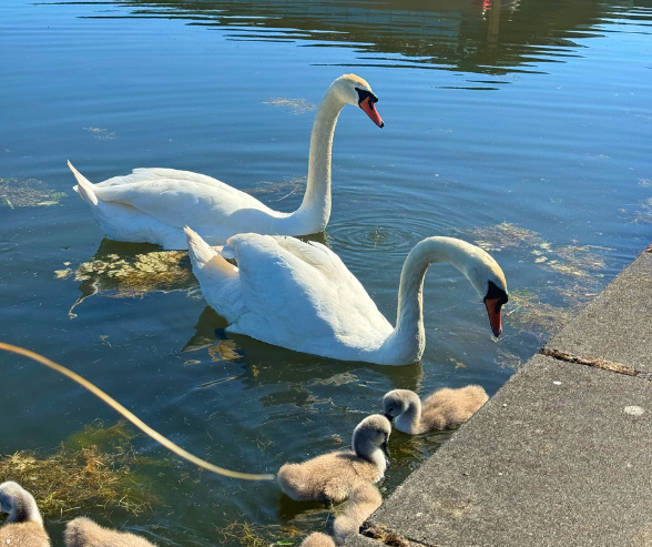 Tralee Bay Wetlands Activity Park