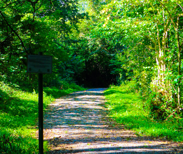 Summer in Tralee Ballyseedy Woods