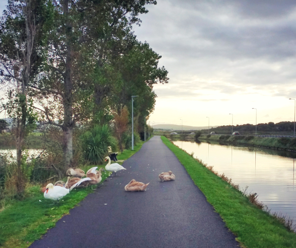 Summer in Tralee Canal Walk